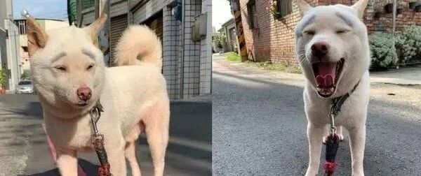 ​这是柴犬版的李荣浩吗？怎么这么像啦！
