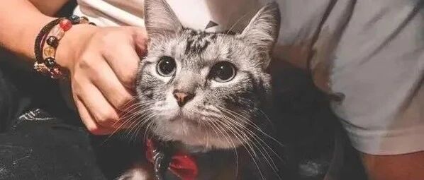 孙女大喊流血了，阿嬷飞快抱起猫……结果发现伤者是人冷眼走掉！