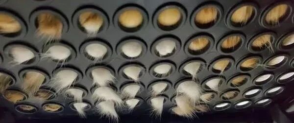 胖猫跑到洞洞椅上休息，肉肉却不小心圆状溢出，这视角亮了！