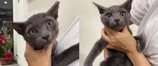 妈妈医院看到颜值超高的毛小孩，得知原因后霸气收编回家！