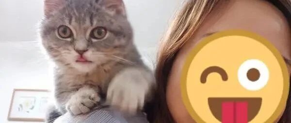 女主人一回家，圆脸萌猫做出的举动太令人羡慕了！