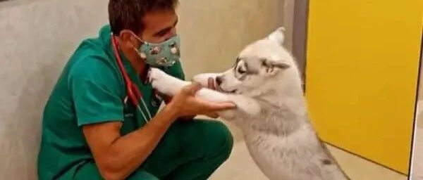 暖心兽医替狗狗打预防针时出奇招，让狗狗意犹未尽：怎么结束了？