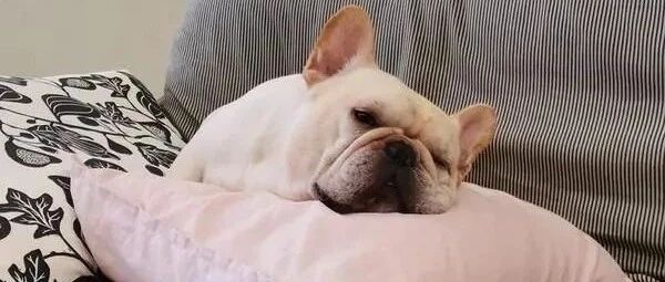 弟弟坐在地上暴哭，结果法斗做出的反应让人忍不住笑出来！