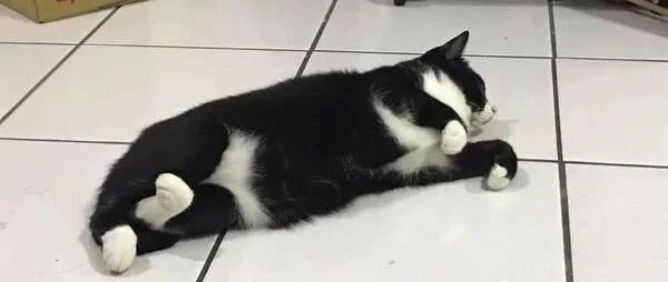 宾士猫侧躺露出肚肚的模样亮了，网笑：这也太撩人了啦！