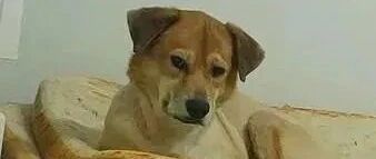 只是带它到宠物美容店剪毛，回家后这个眼神让人心里发寒！