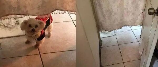 忍了16年！主子举发爱犬恶行却惹哭千人：多希望门后还有你的身影