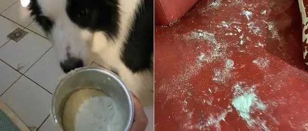 边牧嗑掉5罐羊奶粉，妈妈回家看到家里这一幕超崩溃......