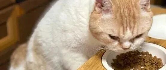 饲主为爱猫购买护脊餐桌，它却解锁新招，照片曝光钓出一系列苦主