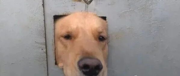 一颗狗头突然从门上的洞口探出来，小眼神亮了：鸡腿呢？