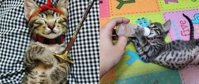 嘴馋小猫紧抱奶瓶不放，奴才笑叹：那已经空了啊！