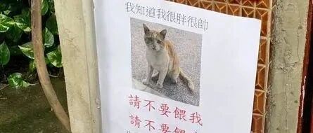 公告贴猫咪通缉令禁止人喂食，她仔细看完傻眼：原来是诈欺罐犯！