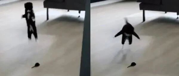 主人丢玩具宾士猫冲上前开心跳跃，网笑：果然喵界二哈！