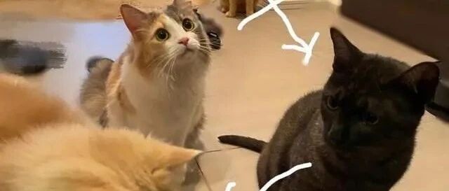 旅游多天后回家，猫咪前来玄关，但视线却都没在自己身上！