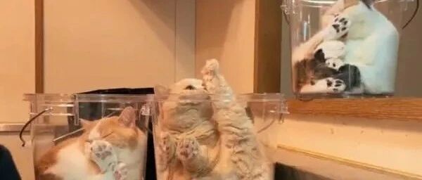 三只猫分别占据透明水桶，网友一看照片全都笑翻！