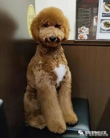 事先告知有小狗,没想到一踏进店里,所有人都愣在原地说不出话!-微信头条网 事先告知有小狗,没想到一踏进店里,所有人都愣在原地说不出话!