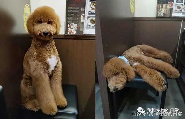 事先告知有小狗,没想到一踏进店里,所有人都愣在原地说不出话!-微信头条网 事先告知有小狗,没想到一踏进店里,所有人都愣在原地说不出话!