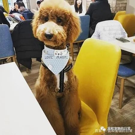 事先告知有小狗,没想到一踏进店里,所有人都愣在原地说不出话!-微信头条网 事先告知有小狗,没想到一踏进店里,所有人都愣在原地说不出话!