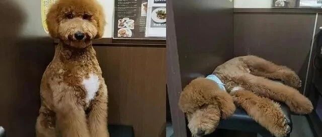 事先告知有小狗，没想到一踏进店里，所有人都愣在原地说不出话！