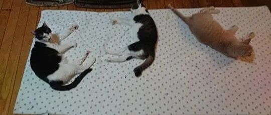 家里开暖炉突然多出一只猫，黏在同伴身上一起睡，饲主：你哪位？