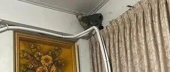 虎斑猫沿冷气管线登高看风景，地上的画面亮了！