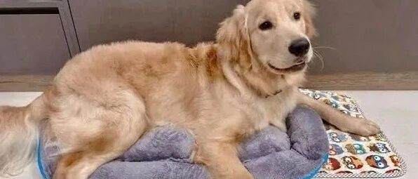 网上买了个宠物床给阿金当圣诞礼物，结果收到货拆开傻眼了……