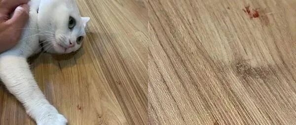 醒来看到地上好多血迹，饲主急寻白猫欲就医，结局让人笑翻！