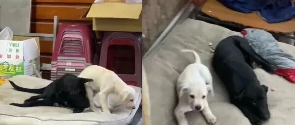 高山犬去散步莫名收了2个小跟班，躺下体型差10倍反差萌破表！