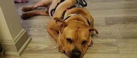 狗狗穿好衣服准备迎接新家人时，最后竟被对方放鸽子！