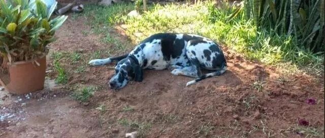 拉布拉多因肾衰竭离世，狗玩伴趴在坟墓前道别，画面令人痛心！