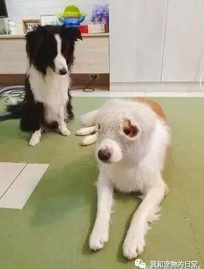边境牧羊犬diy抢匪面具 戴上后秒变臭脸大盗 毫无违和感 柠檬资讯