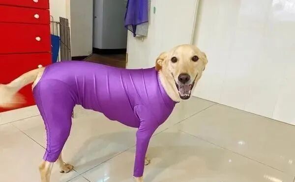 這是狗界名模嗎 狗狗穿上緊身衣 秒變閃亮茄子 尋夢寵物
