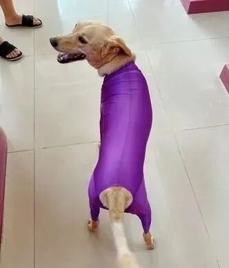 這是狗界名模嗎 狗狗穿上緊身衣 秒變閃亮茄子 尋夢寵物