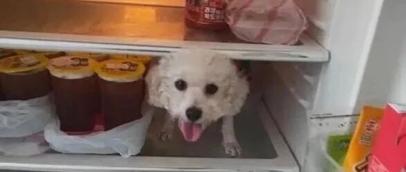 开冰箱惊见一只卷毛狗头，网友：上辈子是北极熊！