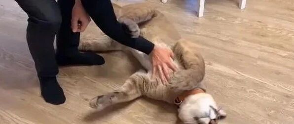 有着美洲狮的勇猛外表，但内心却是个爱撒娇的大猫！