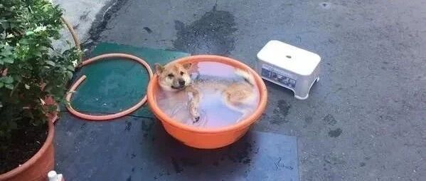 这是狗狗夏季最好的避暑方法无误了！