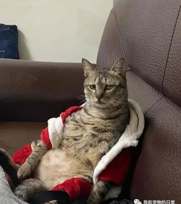 虎斑猫穿衣服后露出超哀怨的眼神，奴才笑说：应该很喜欢衣服吧？