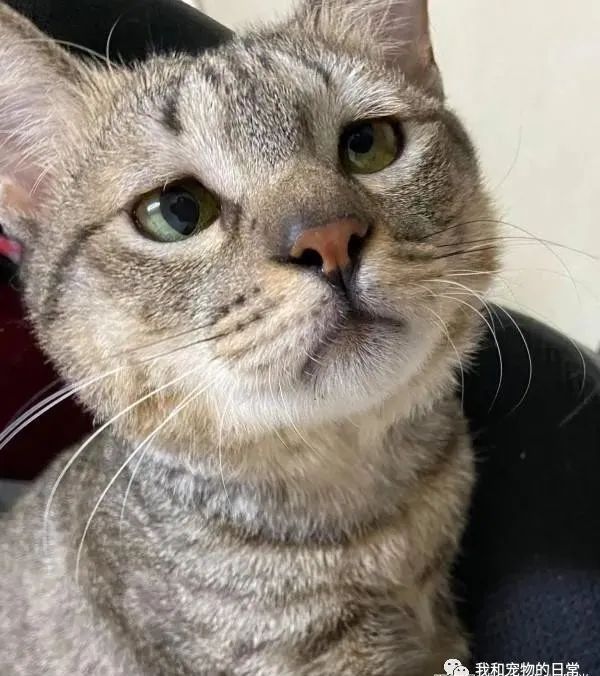 虎斑猫穿衣服后露出超哀怨的眼神，奴才笑说：应该很喜欢衣服吧？