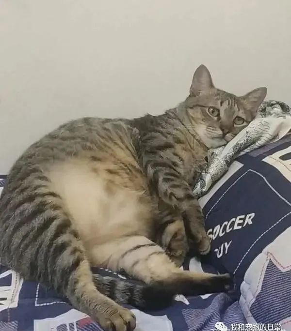 虎斑猫穿衣服后露出超哀怨的眼神，奴才笑说：应该很喜欢衣服吧？