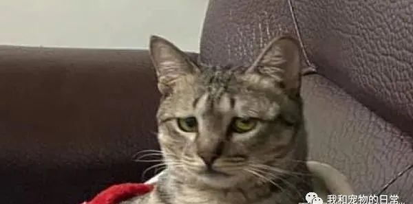 虎斑猫穿衣服后露出超哀怨的眼神，奴才笑说：应该很喜欢衣服吧？