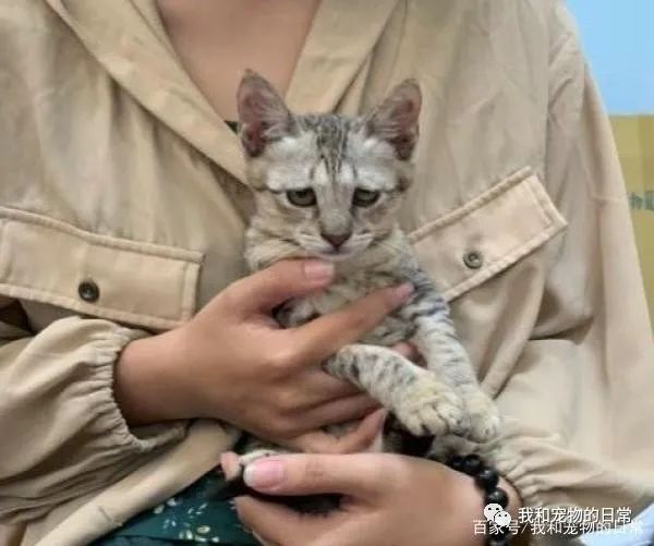 虎斑猫穿衣服后露出超哀怨的眼神,奴才笑说:应该很喜欢衣服吧?-微信头条网 虎斑猫穿衣服后露出超哀怨的眼神,奴才笑说:应该很喜欢衣服吧?