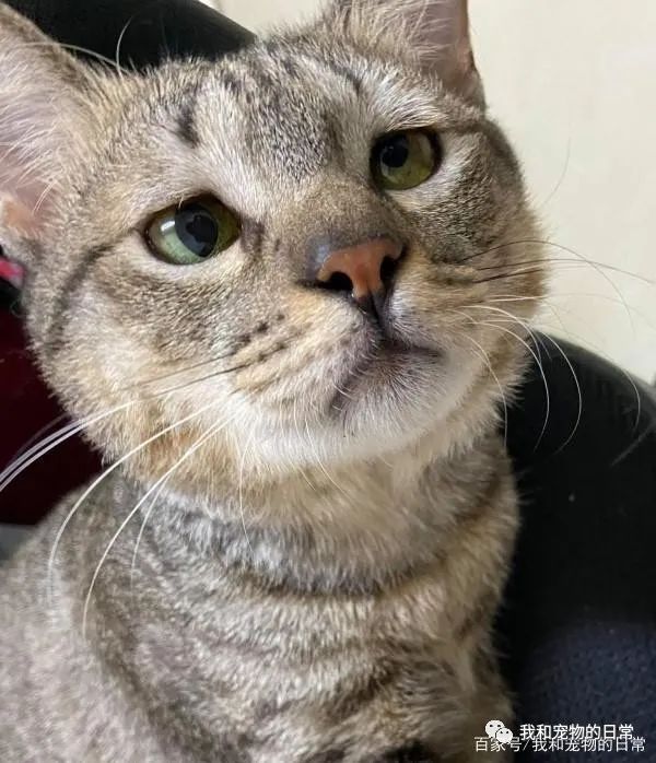 虎斑猫穿衣服后露出超哀怨的眼神,奴才笑说:应该很喜欢衣服吧?-微信头条网 虎斑猫穿衣服后露出超哀怨的眼神,奴才笑说:应该很喜欢衣服吧?