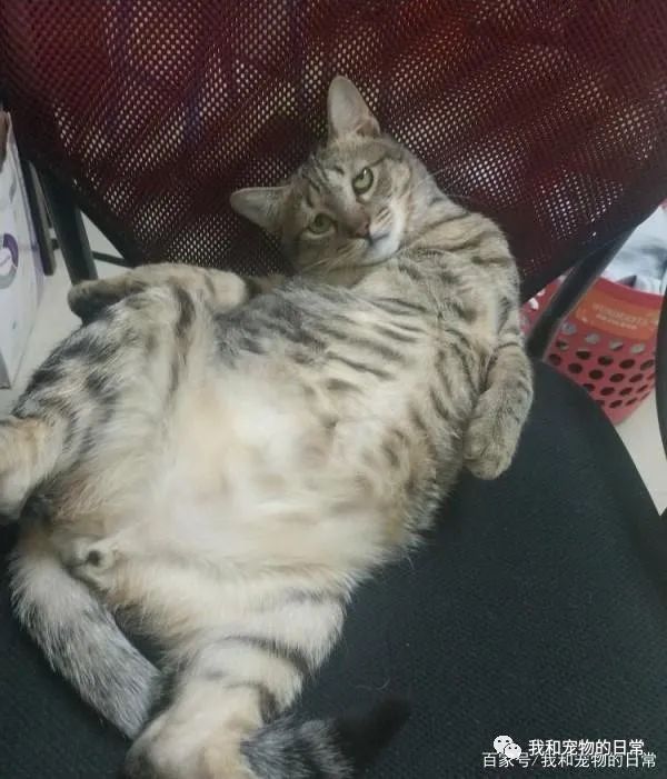 虎斑猫穿衣服后露出超哀怨的眼神,奴才笑说:应该很喜欢衣服吧?-微信头条网 虎斑猫穿衣服后露出超哀怨的眼神,奴才笑说:应该很喜欢衣服吧?