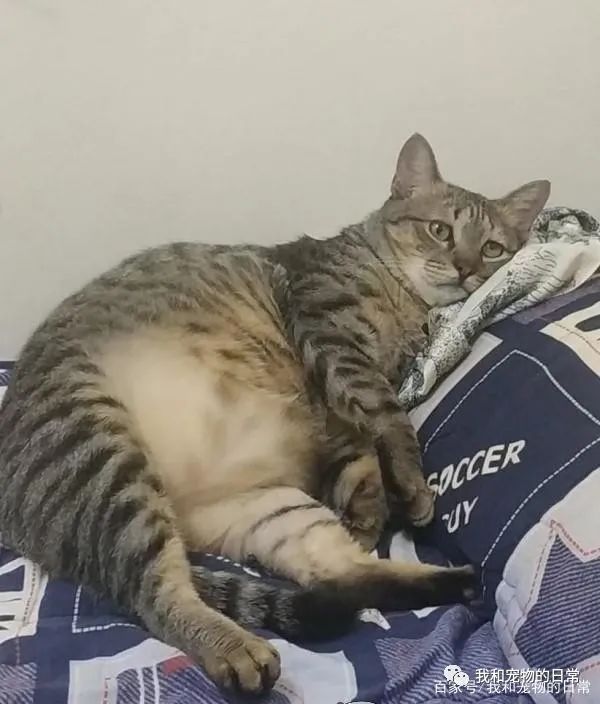 虎斑猫穿衣服后露出超哀怨的眼神,奴才笑说:应该很喜欢衣服吧?-微信头条网 虎斑猫穿衣服后露出超哀怨的眼神,奴才笑说:应该很喜欢衣服吧?