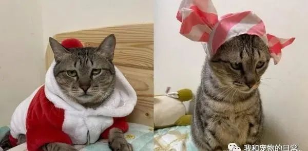 虎斑猫穿衣服后露出超哀怨的眼神，奴才笑说：应该很喜欢衣服吧？