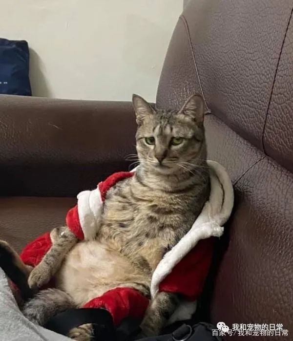 虎斑猫穿衣服后露出超哀怨的眼神,奴才笑说:应该很喜欢衣服吧?-微信头条网 虎斑猫穿衣服后露出超哀怨的眼神,奴才笑说:应该很喜欢衣服吧?