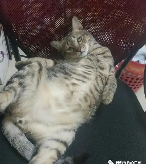 虎斑猫穿衣服后露出超哀怨的眼神，奴才笑说：应该很喜欢衣服吧？