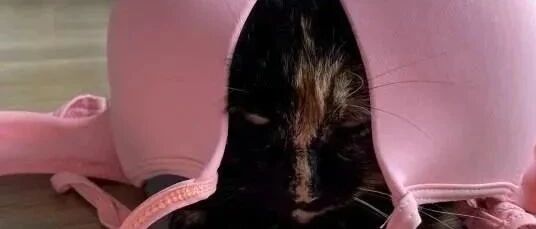 家里老是出现陌生人内衣裤，后来发现竟全是它的杰作......