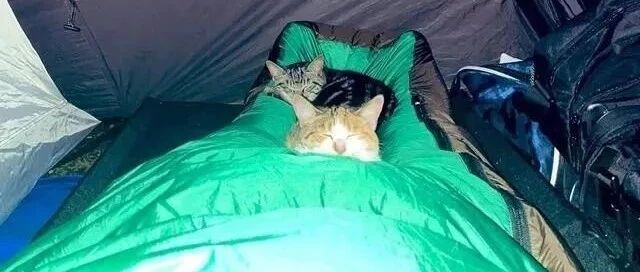 野外露营睡到一半双脚遭重压，睁眼见2萌物才松了一口气！