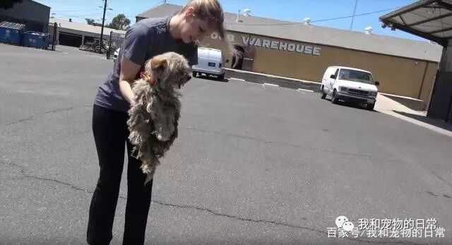 重伤流浪犬看见人就逃跑 并张嘴威吓 被救后 萌宠 训练养宠技巧 宠物用品 微信头条新闻公众号文章收集网