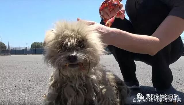 重伤流浪犬看见人就逃跑 并张嘴威吓 被救后 萌宠 训练养宠技巧 宠物用品 微信头条新闻公众号文章收集网